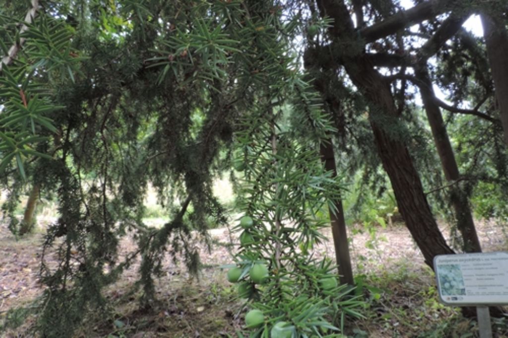 Quale ginepro?  Juniperus oxycedrus ssp. macrocarpa
